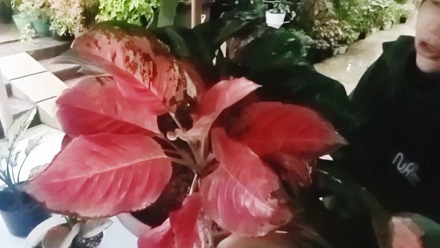 TANAMANYA DIJAMIN MURAH BANGET LOH , HARGA MULAI 3000AN . SIAP UNTUK DIMILIKI , смотреть онлайн