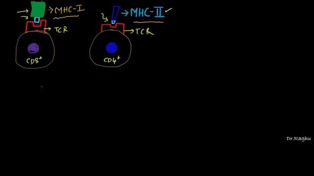Cell mediated immunity - steps & mechanism смотреть онлайн