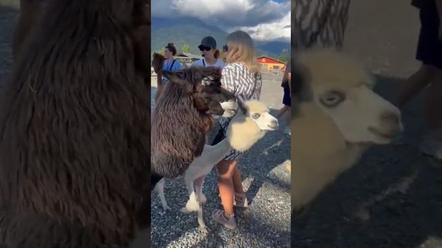 (ENG) Alpaca (RUS) Альпака#альпака #розахутор #звезда смотреть онлайн