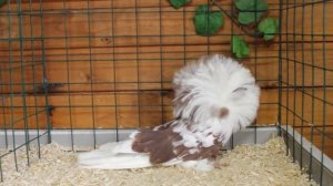 Декоративные  голуби Беларусии Якобины