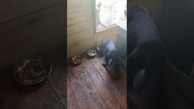 Наш Громчик игрун. Приют ДРУГ ЖИВИ. г. ОМСК смотреть онлайн