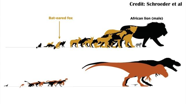 The Dinosaurs That Haunted Tyrannosaurs- Ulughbegsaurus Uzbekistanensis