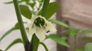 Теплица. Экран/ люлька для перцев/ шалаш для огурцов/ дуги для томатов. АРХИВ ‼️март 2021