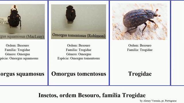Insetos, ordem Besouro, família Trogidae omorgus insect capensis Trox quadridens squamosus nodosus смотреть онлайн