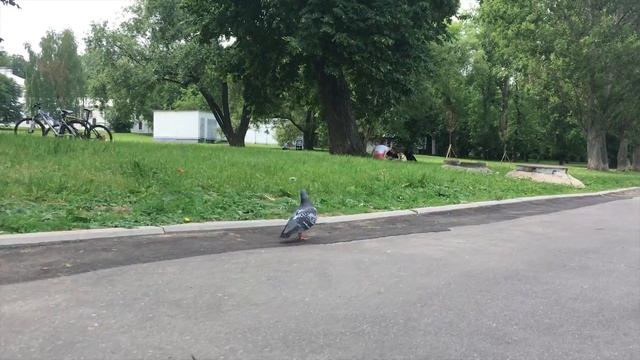 голубь смотреть онлайн