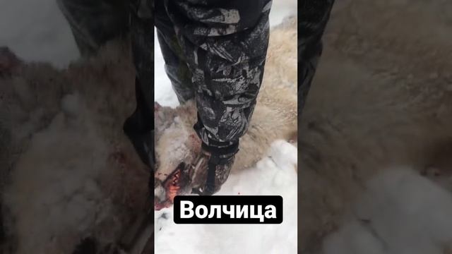 ВОЛКА ДРОБЬЮ смотреть онлайн