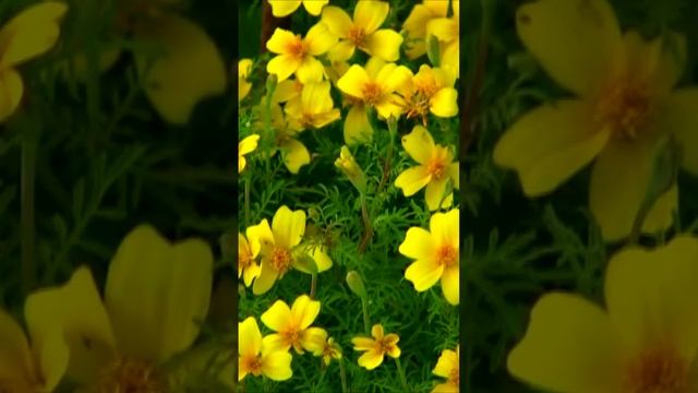 Август, лето. Дмитрий Шлапак смотреть онлайн