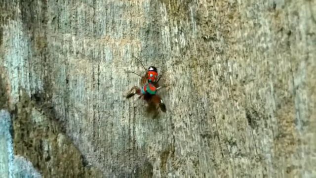 🕸🕷two species of jumping spider
(siler semiglaucus vs metal blue spider) смотреть онлайн