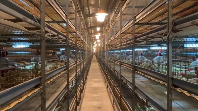 QazQus Farm смотреть онлайн