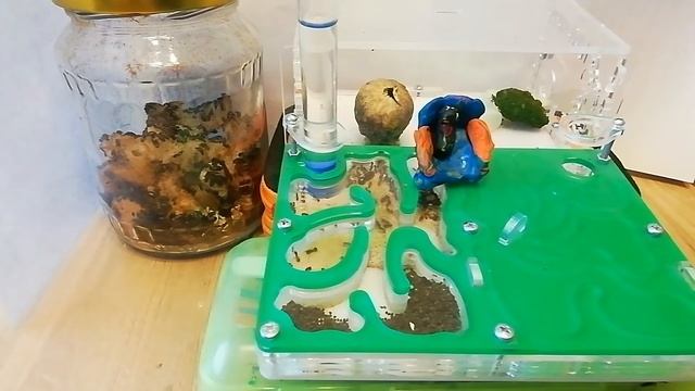 32 выпуск. Муравьи с букашкой Джузи смотреть онлайн