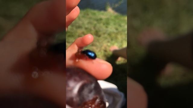 #beatles #bug #food #eating #eatingshow #nature #insects #live #insectsworld #like #girl #жук #жук смотреть онлайн