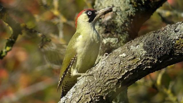 Le Pic vert, un oiseau plein de mystère смотреть онлайн