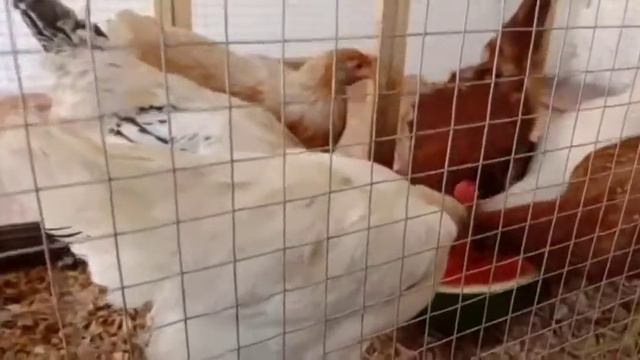 Lohman brown hen 140 Days смотреть онлайн