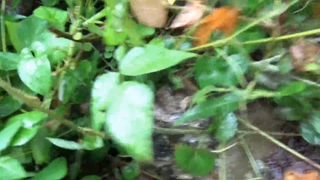 矢吹町でスズメバチ駆除- スズメバチ（Vespa simillima）に鎌で草刈り中に刺された！土の中に蜂の巣！ смотреть онлайн