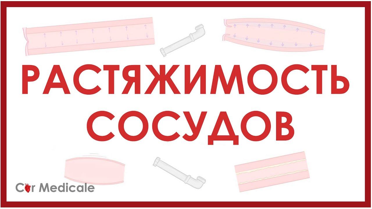 Растяжимость кровеносных сосудов - физиология сердечно-сосудистой системы смотреть онлайн