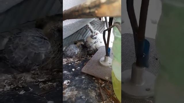 Птенцы голубей на балконе смотреть онлайн