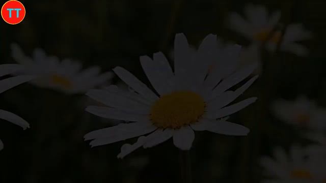 肖战金子般的心和贵重的人品让业界内外交口称赞！业内爆料肖战曾计划娶妻生子！ смотреть онлайн