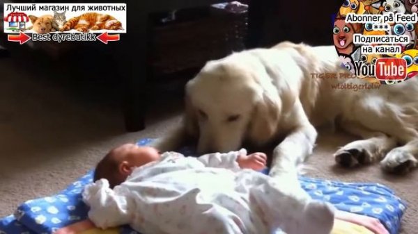 дети,коты,собаки