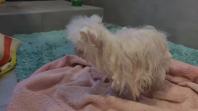 Собака купалась перед сном ))#spitsdog #шпиц #собака смотреть онлайн