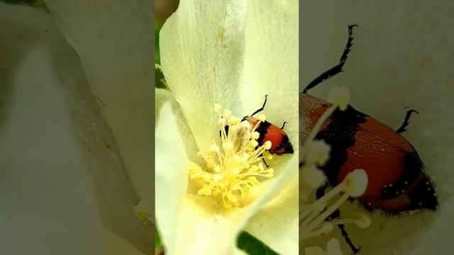 Insect pollination смотреть онлайн