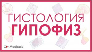Гистология гипофиза