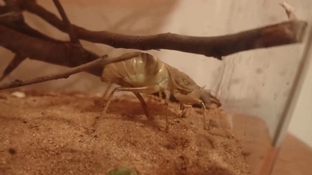 Armadillagraecia yerilla katydid laying eggs смотреть онлайн