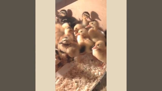 Краткое описание про утят смотреть онлайн