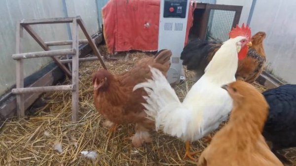 Поздние цыплята. 14 ноября. #куры#цыплята