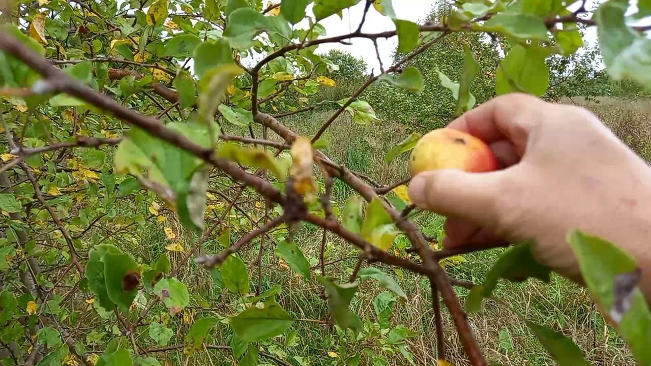 Забайкальцы увидели яблоню смотреть онлайн