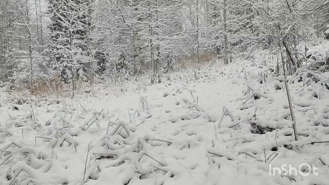 За соболем с лайкой. смотреть онлайн