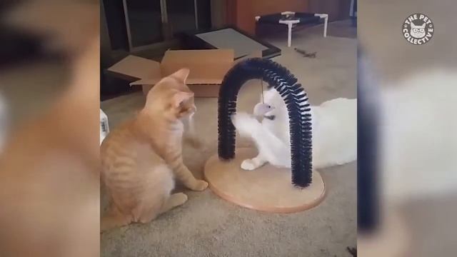 Самые вредные кошки смотреть онлайн
