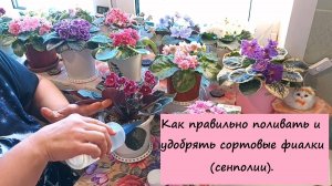 Как правильно поливать и удобрять сортовые фиалки (сенполии)?!
