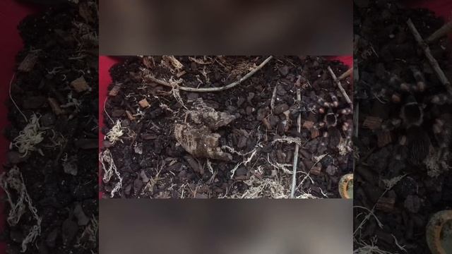 Introducing Nareu - Brachypelma Hamorii смотреть онлайн