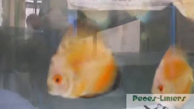 Crías Discus Melon 7 cm смотреть онлайн