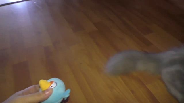 Шотландский кот играет с мячиком смотреть онлайн