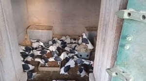 Голуби Нижний Новгород Горьковские чистые 6