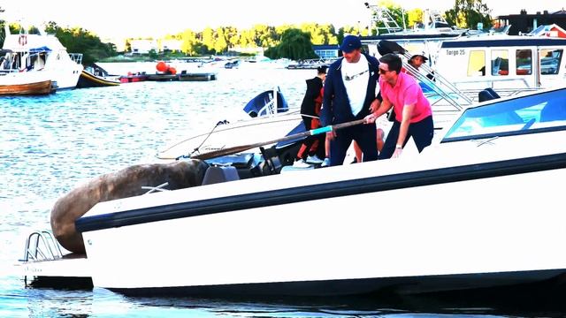 Animal Cruelty -- Barbaric murder attempt on walrus Freya with a rowing oar - Snarøya 06.08.2022 смотреть онлайн