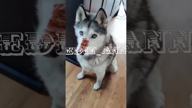 эдит хаски ❗звук мой❗ привет моя мечта 😥😪😥 смотреть онлайн