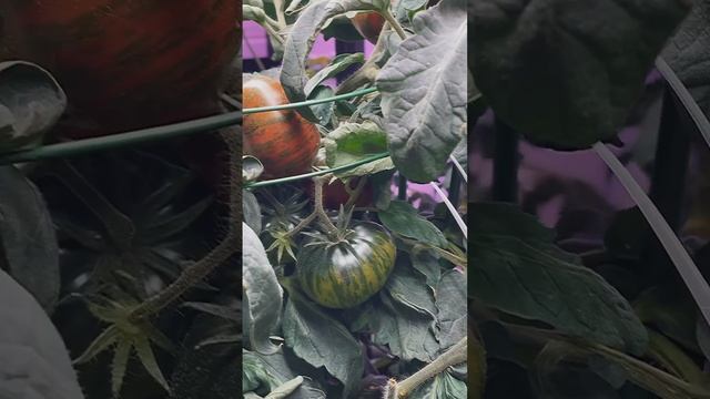 Гном Стринги - томаты, которые нельзя оставить без внимания! смотреть онлайн