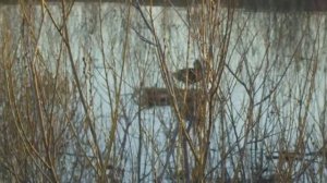 подсадная утка