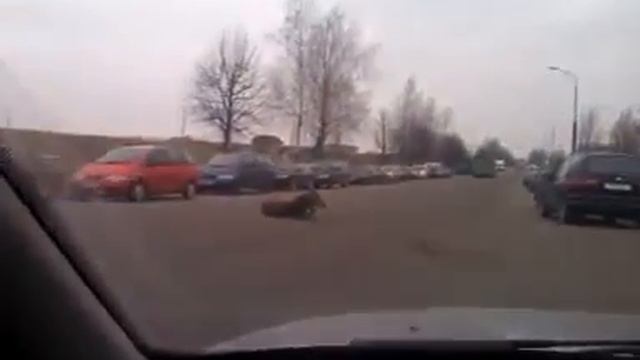 Лось против автобуса смотреть онлайн