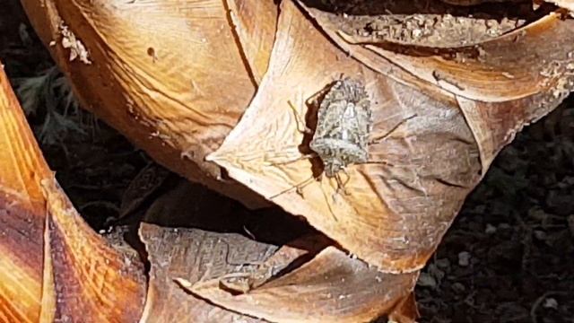 Jardineros al Rescate No. 03, Plagas en Papiros Gigantes - Pests in Giant Papyrus смотреть онлайн