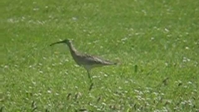Numenius phaeopus смотреть онлайн