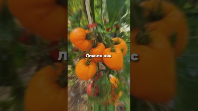 Томатный рай, заходи и выбирай 🍅 смотреть онлайн