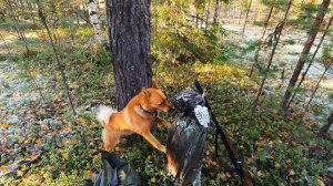 ОХОТА НА БОРОВУЮ ДИЧЬ С КФЛ. ОСЕНЬ 2024.