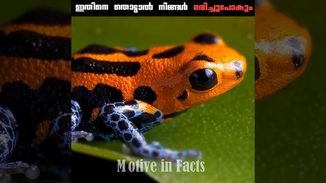 നിങ്ങൾ ഇതിനെ തൊട്ടാൽ മരിക്കും | Poison Dart Frogs | Motive In Facts смотреть онлайн