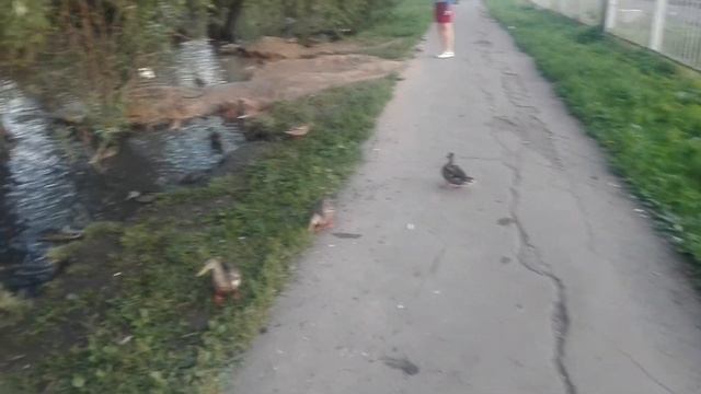 Железнодорожные утки смотреть онлайн
