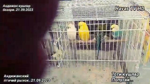 Андижанский птичий рынок.21.09.2023.Андижон кушлар бозори. смотреть онлайн