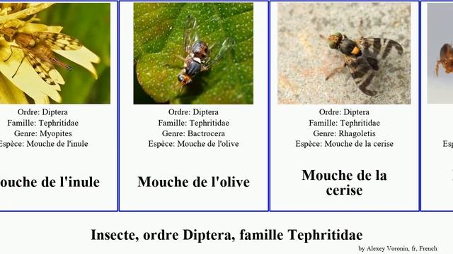 Insecte, ordre Diptera, famille Tephritidae mouche des fruits melon completa orientale cerise смотреть онлайн