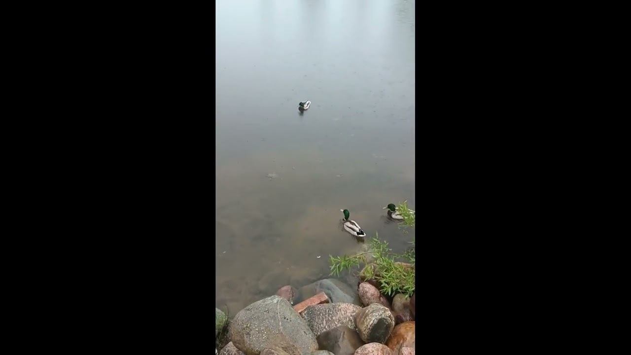 Валдайские кряквы смотреть онлайн